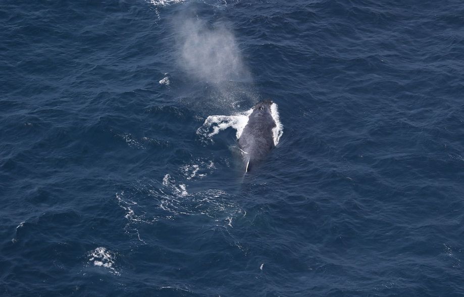 Conservation group urges more whale protection