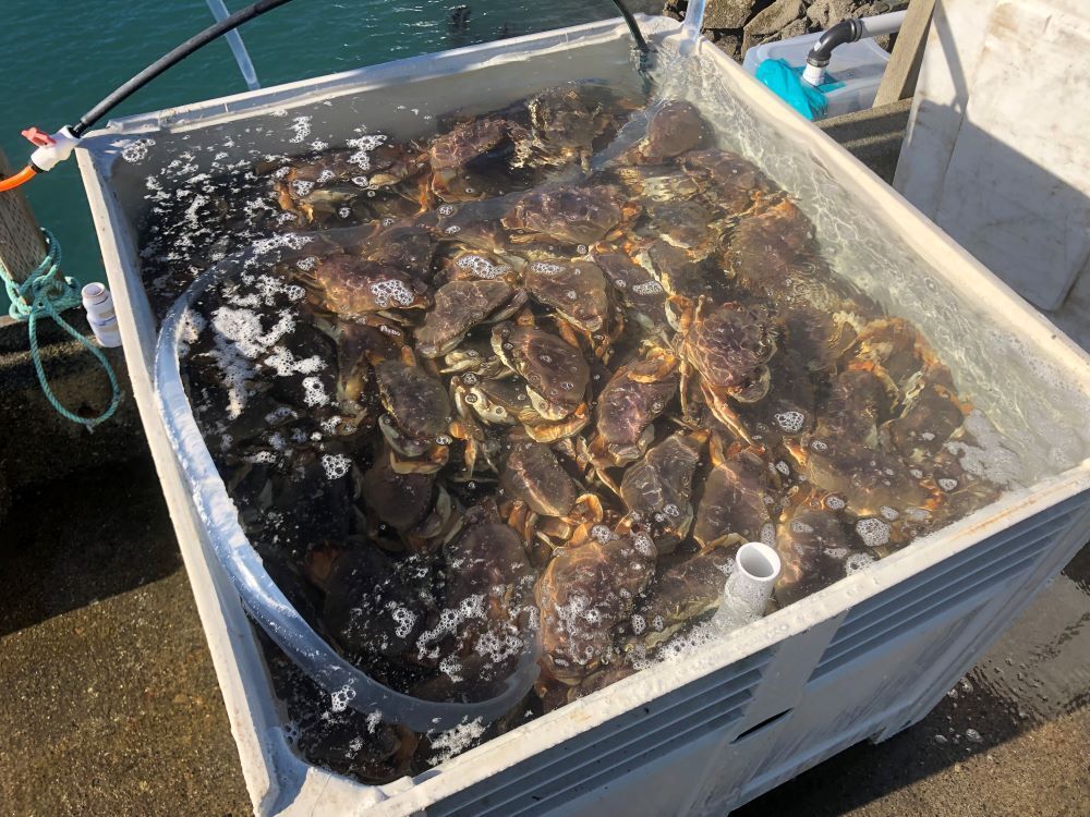 Commercial Crab Fishing Violations on the Rise