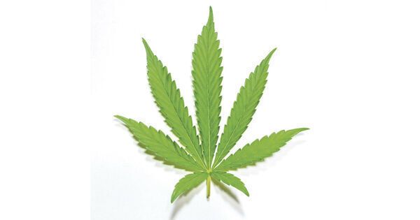 Study: Cannabis use more common in young adults who are not in college where legal