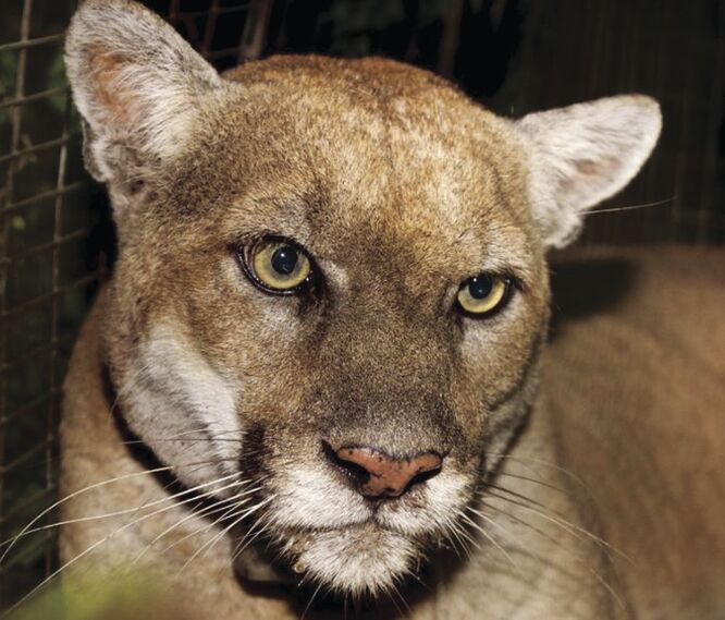Mountain Lion P-22 euthanized following health evaluation