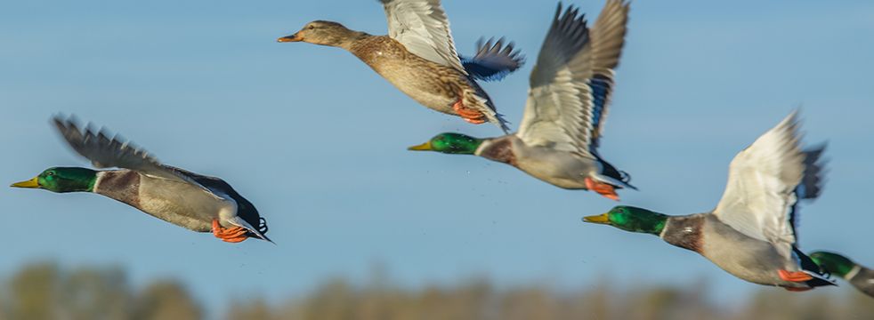 Avian influenza returns this fall with migratory birds