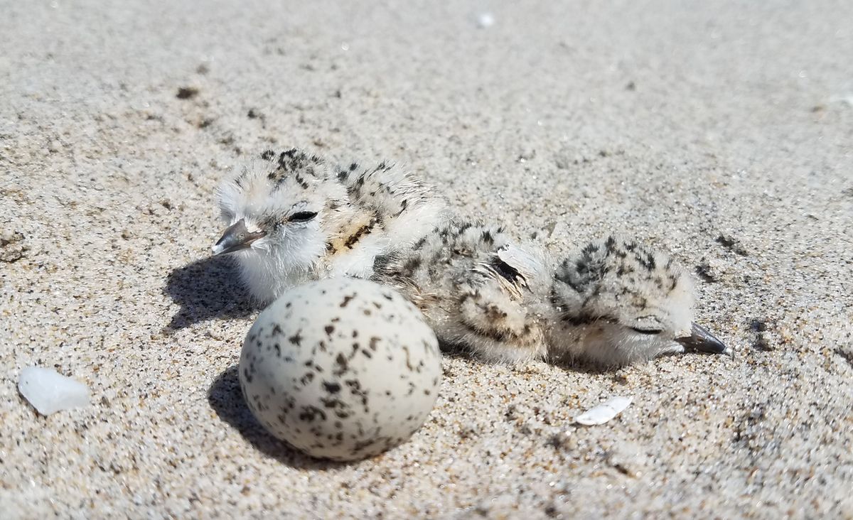 OPRD issues western snowy plover advisory