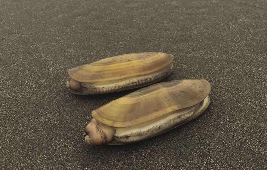 Razor clam fishery closes in Del Norte County