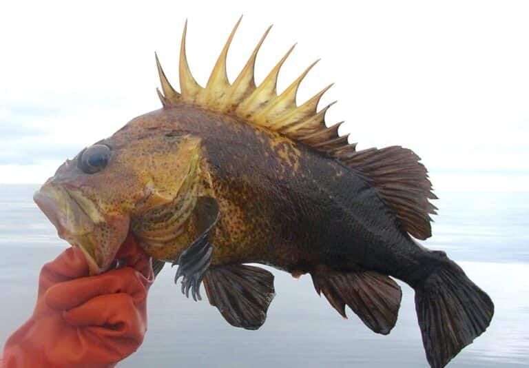 Harbor sends emergency letter to Fish and Wildlife