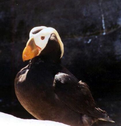 Tufted puffins removed from listing as threatened or endangered