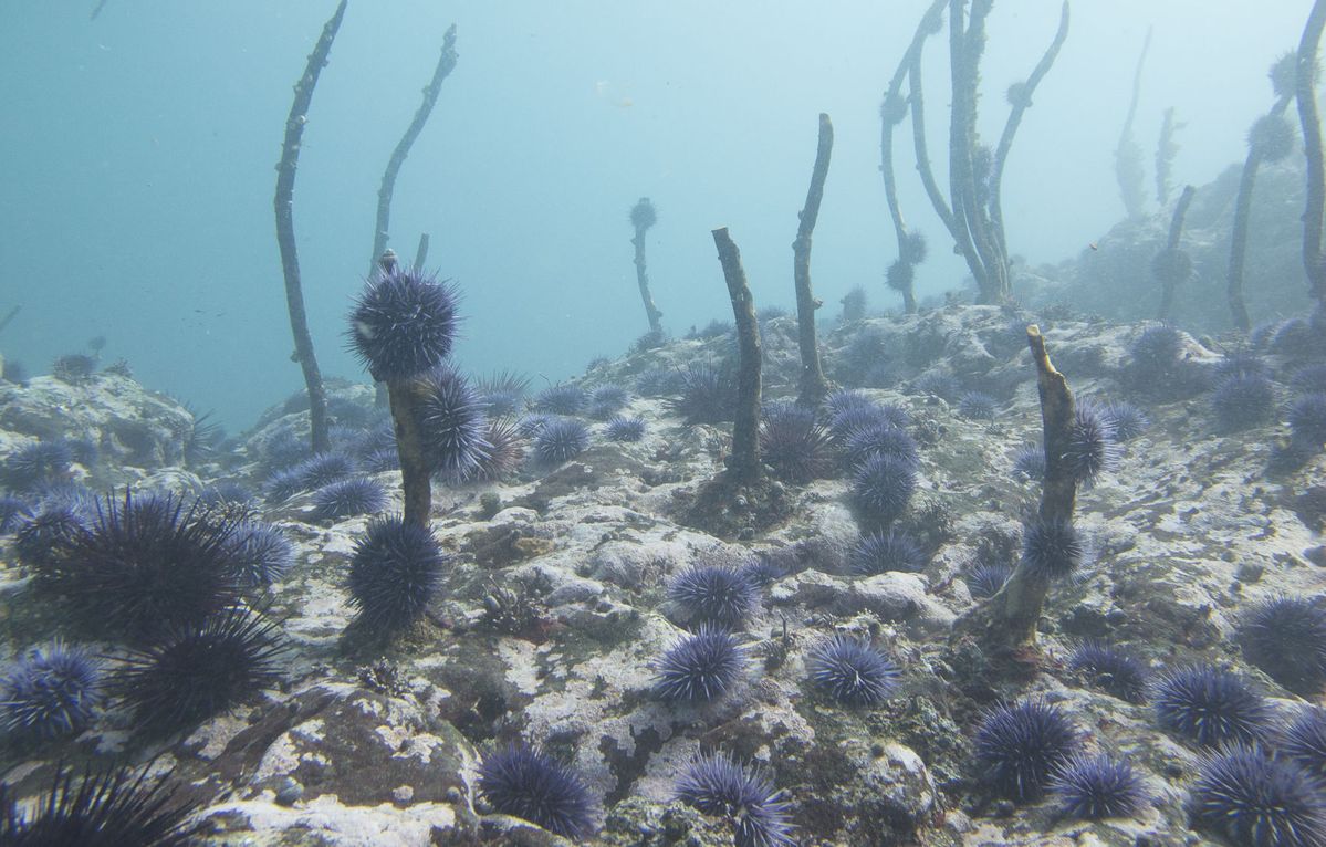 Coast Concern: Purple sea urchins triggering environmental, economic havoc