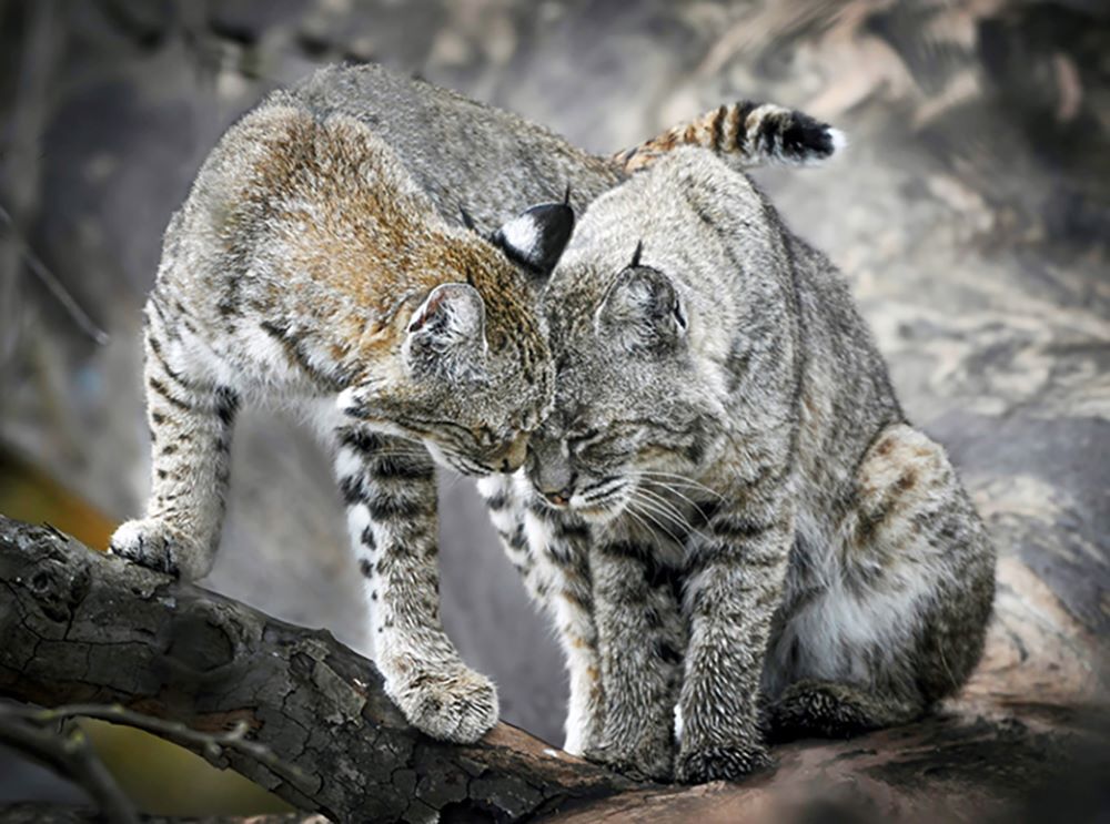 Bobcat photo takes 2021 California Wildlife Photograph of the Year honors