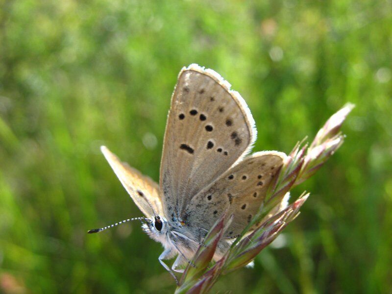 Oregon Butterfly Is Endangered Species Act Success