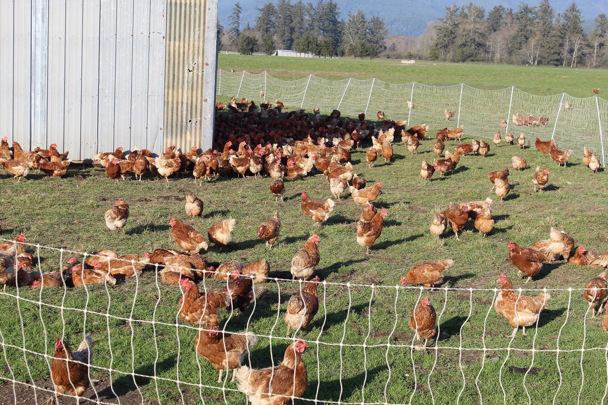 Alexandre Family Farm grows into egg power