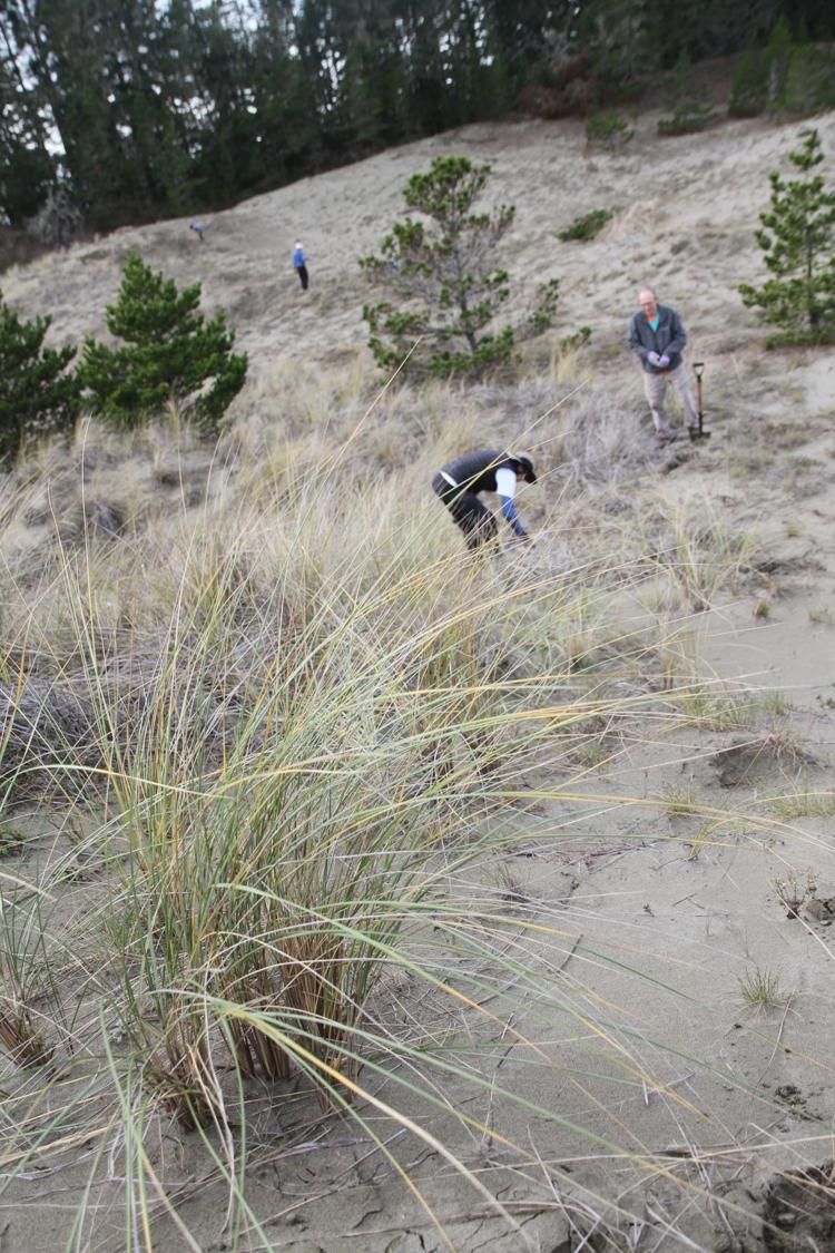 Tolowa Dunes Stewards seeks volunteers for Sunday restoration