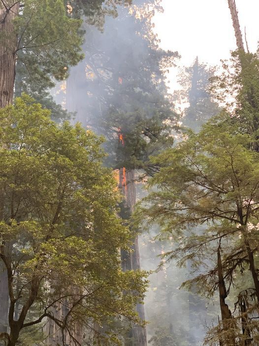 State Parks uses unique firefighting techniques to fight Howland Hill Fire