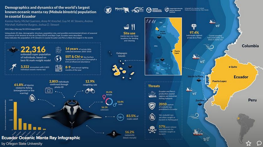 New Research: Largest known manta ray population