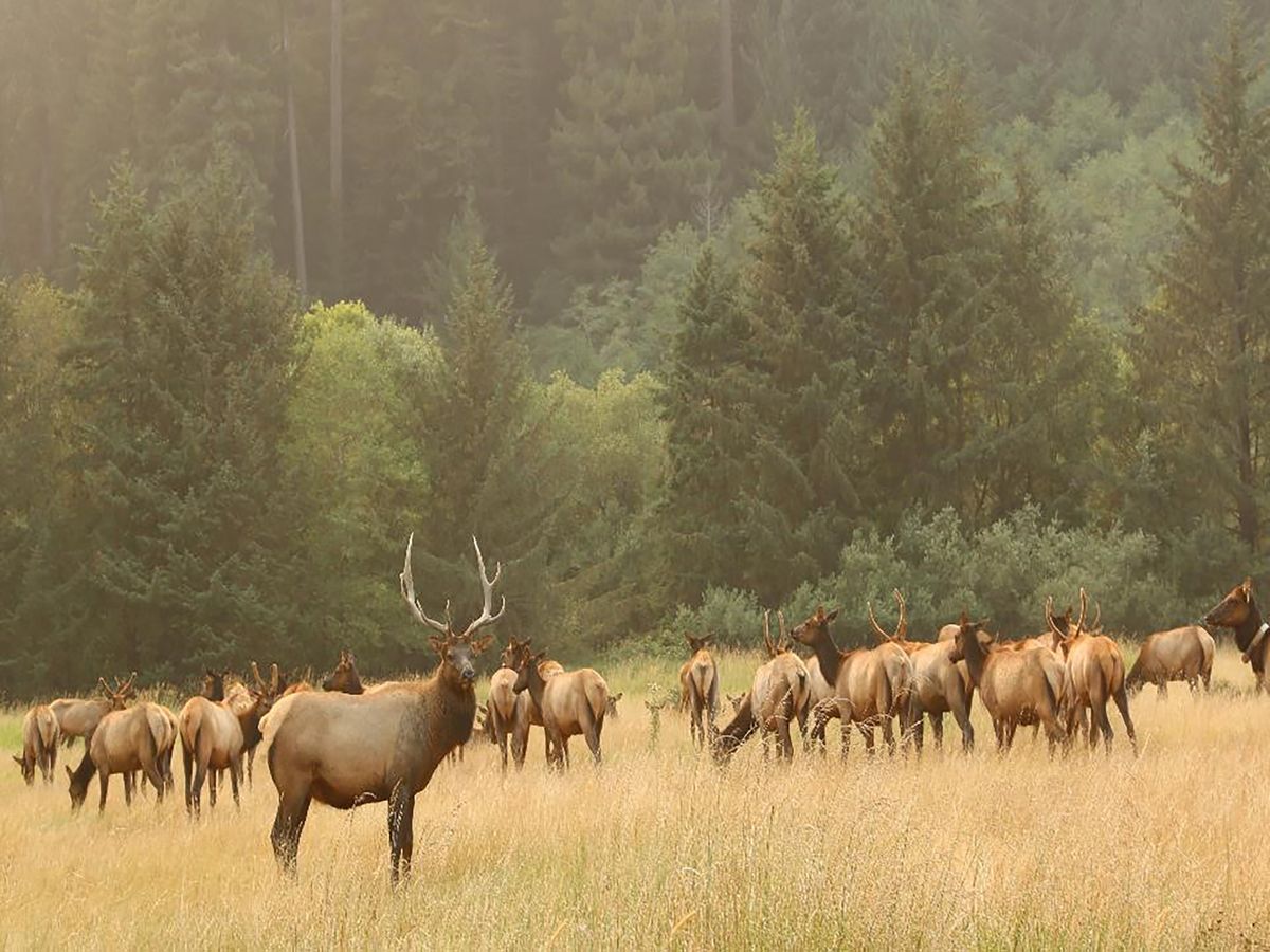 Biologists look to hunters, public, for help discovering elk hoof disease