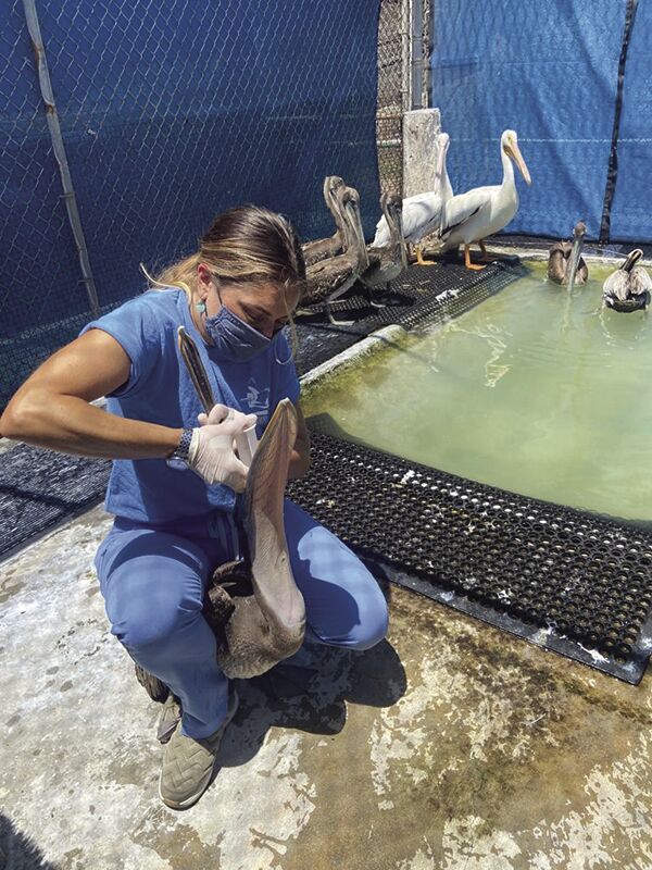 Scientists continue to seek cause of California brown pelican illness