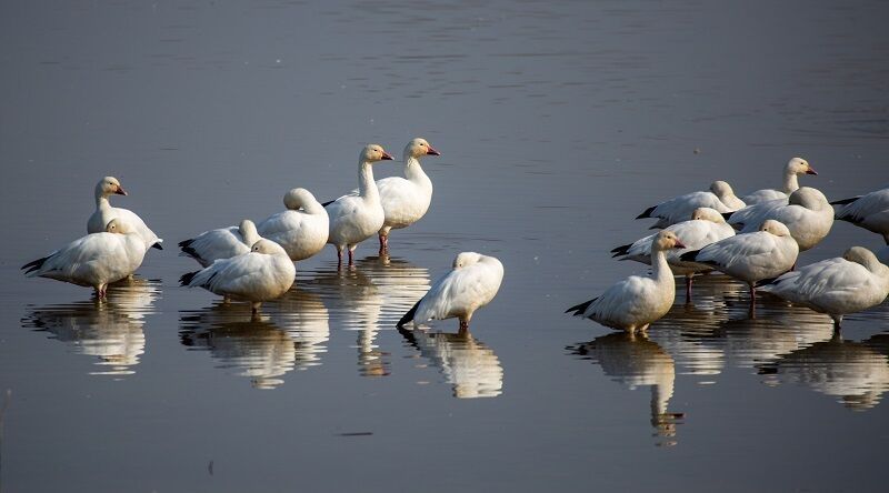Fall Migration Brings the Return of Avian Influenza in Wild Birds