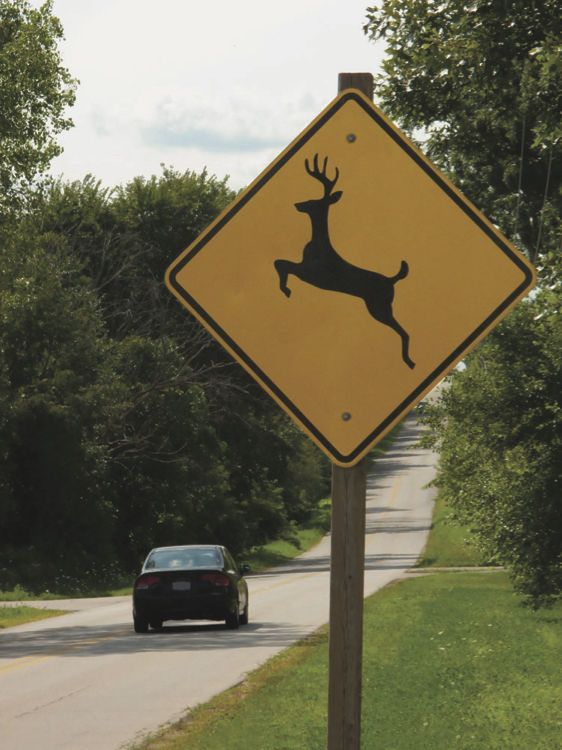 Roadkill for the table
