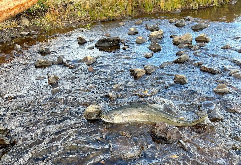 Dams Removed, Salmon Return