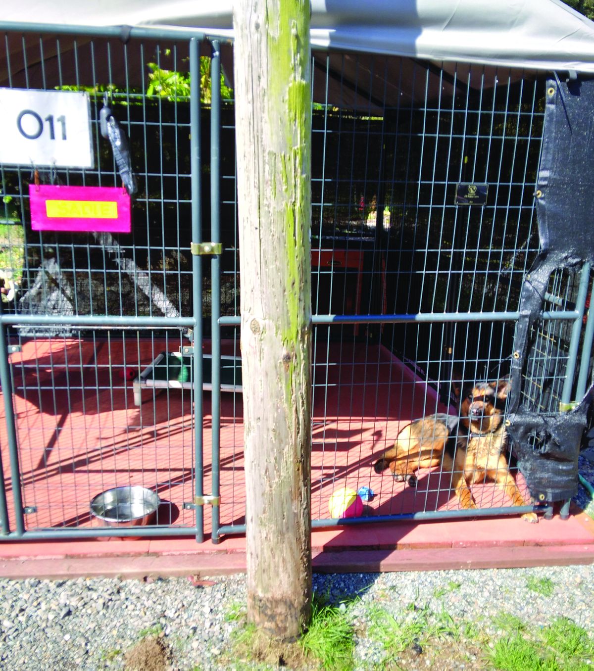 Sheriff: Euthanasia policy at dog pound unchanged