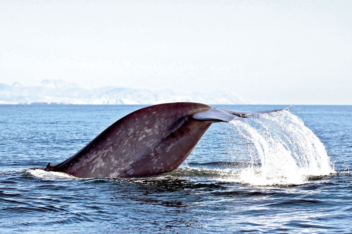 Recent study aids understanding of endangered blue whales