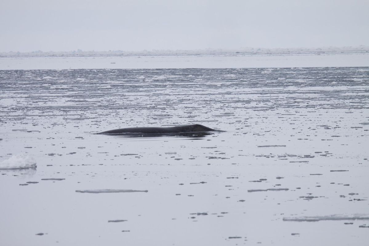 As sea ice declines in the Arctic, bowhead whales are adjusting their migration patterns