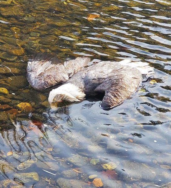 Illegal Kill: OSP seeks public help in bald eagle killing