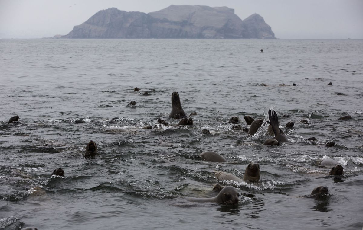 Sea lion disease outbreak along Oregon coast