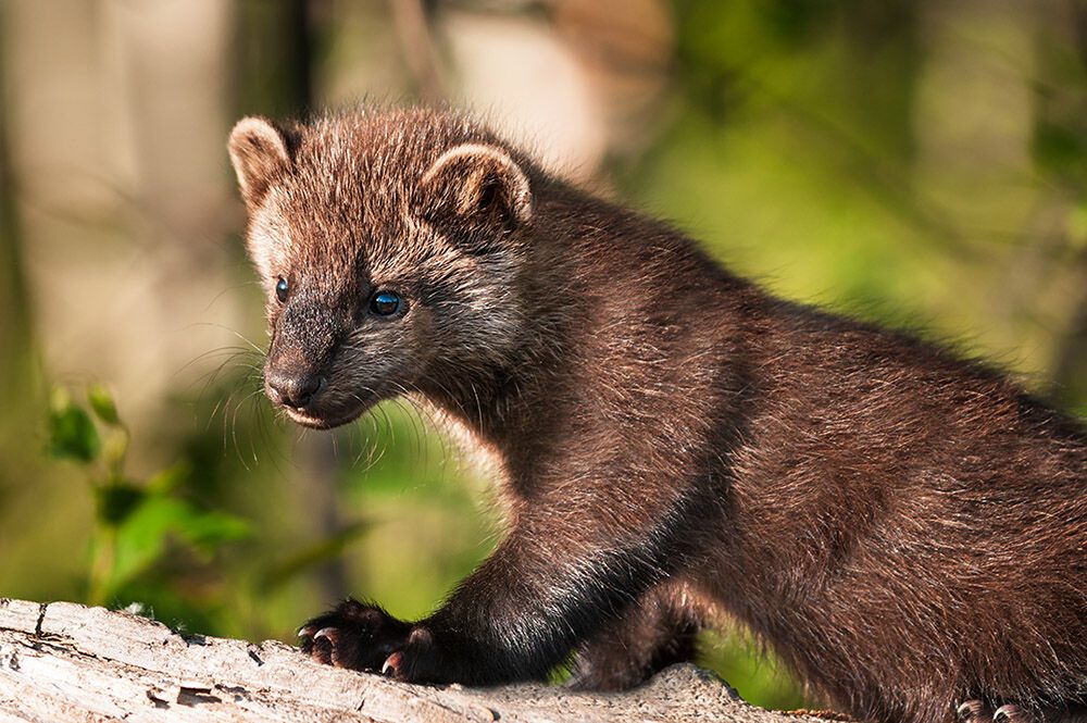 Help Save California’s Native Wildlife and Plant Species When Filing Your Taxes