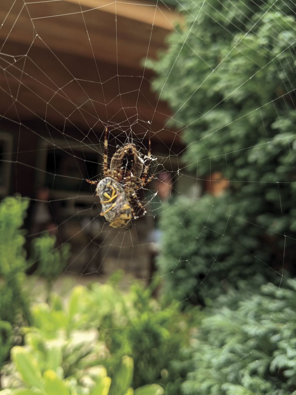 Spiders, other bugs looking for dryer, warmer living spaces this time of year