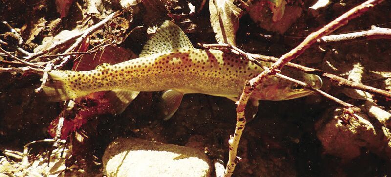 CDFW Celebrates 50 Years of Wild Trout Waters