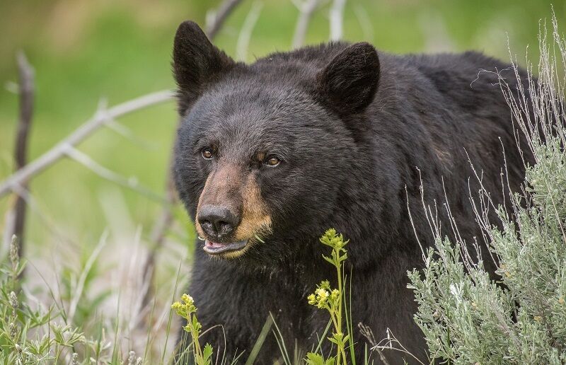 CDFW Announces Publication of the Black Bear Conservation and Management Plan for California