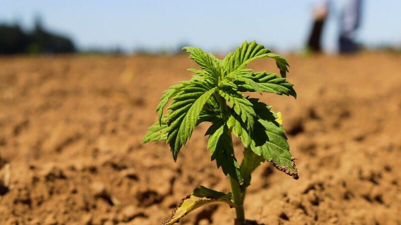 Oregon State hemp vs. COVID researcher thinks preclinical trials will happen in ‘next few months’