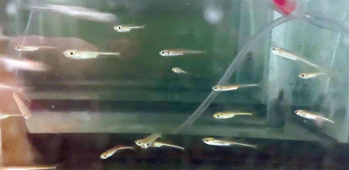 Even low levels of pesticide exposure can affect fish