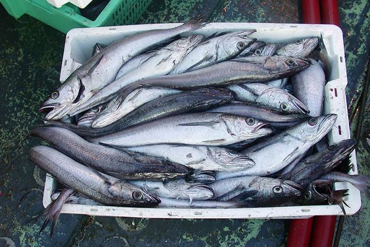 Ocean Research: Impact of warmer ocean on fisheries
