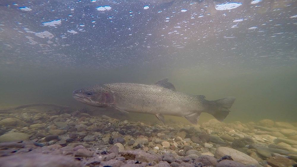 Public Invited to Comment on Petition to List Southern California Steelhead as Endangered