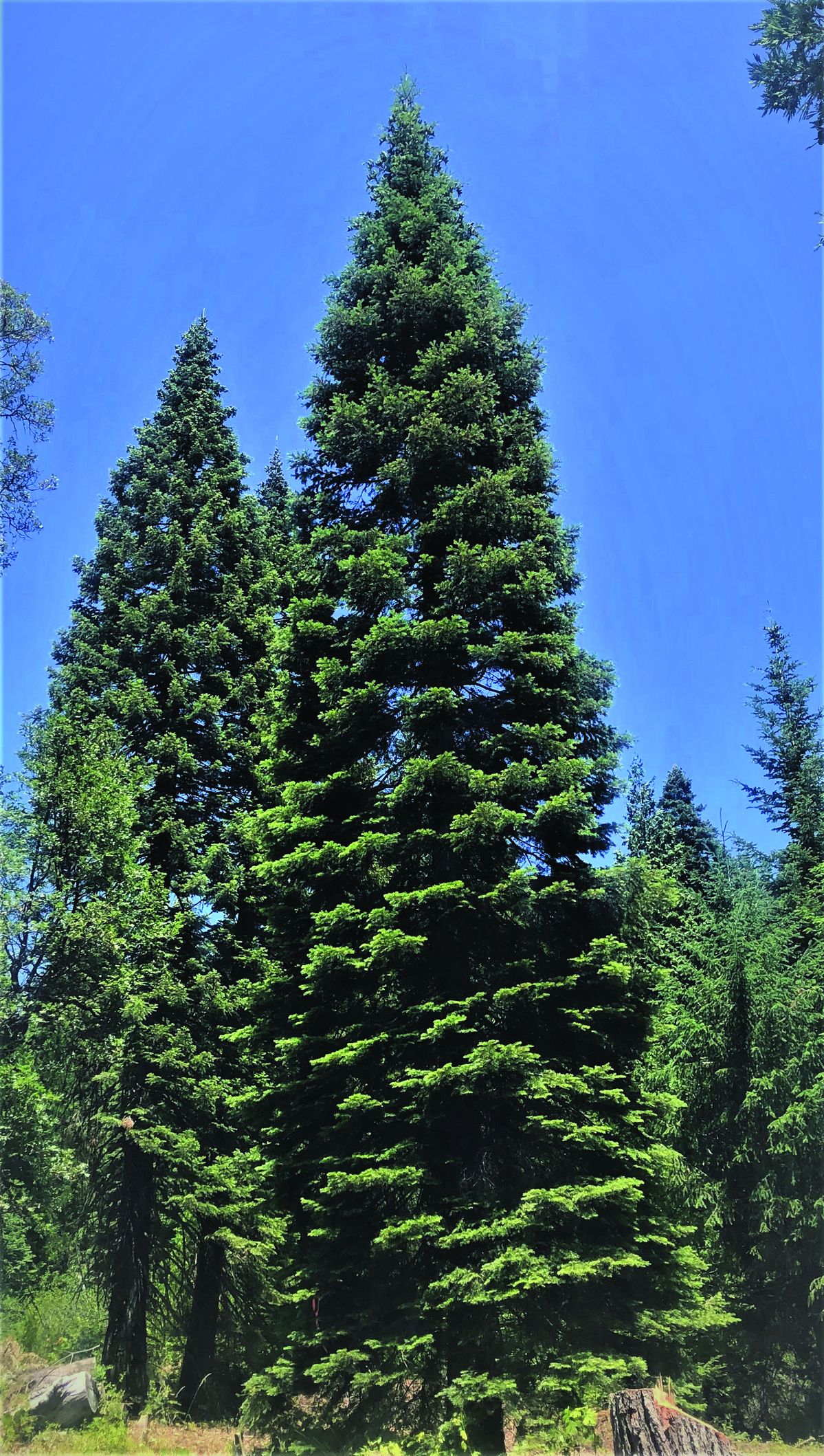 2021 U.S. Capitol Christmas tree selected