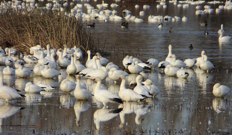 Avian Influenza returns this fall with migratory birds