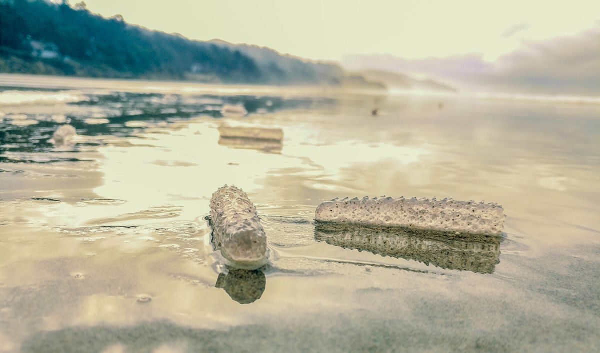 Pyrosomes on Oregon's beaches