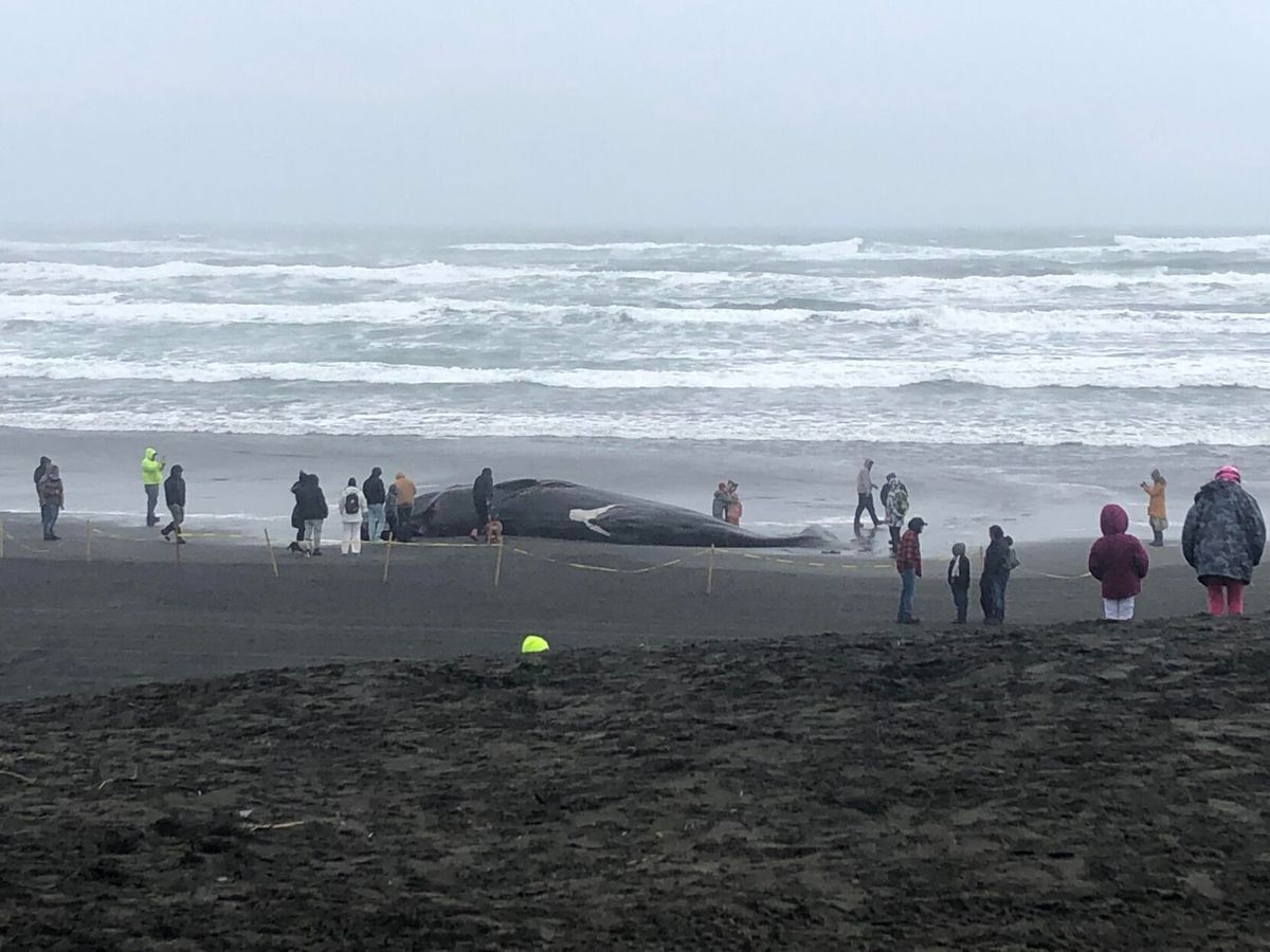 Update: Beached sperm whale discovered along Oregon's North Coast