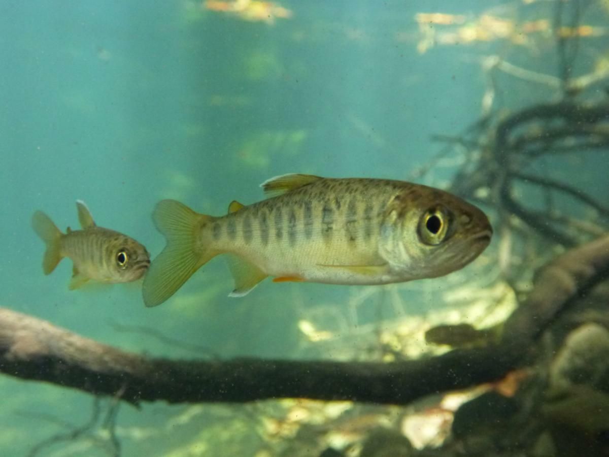 Fall-run Chinook salmon fry succumb to gas bubble disease in Klamath River