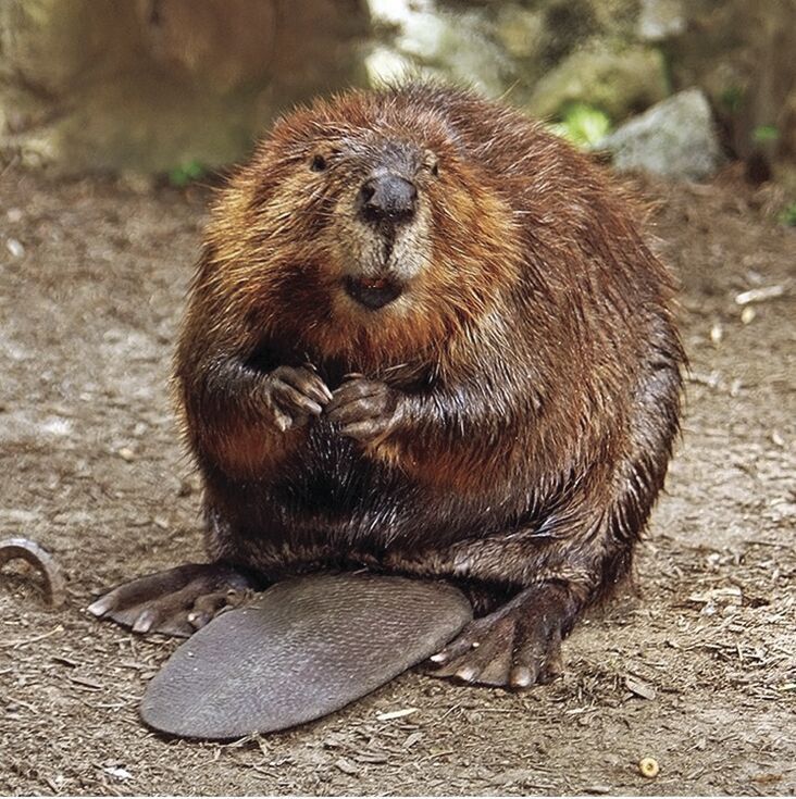 More wolves, beavers needed as part of improving western United States habitats, scientists say