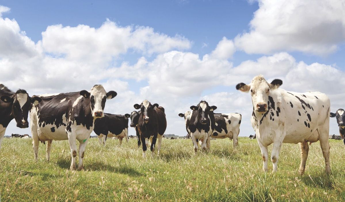 Preparedness Plan: Pet, livestock owners encouraged to be ready