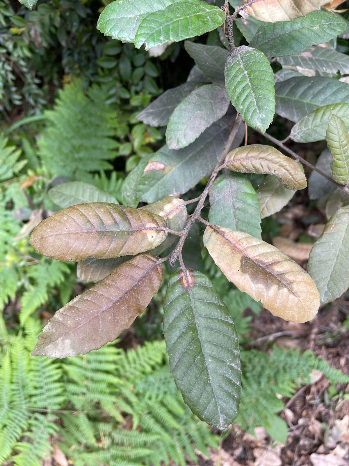 Sudden Oak Death: Tree disease in Curry County