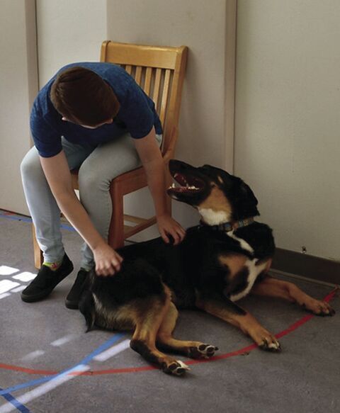 Pet parenting style influences dog behavior, OSU finds