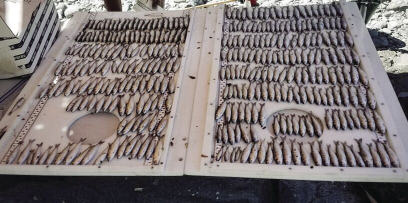 Yurok Fisheries Department Encounters Major Spike in Dead Juvenile Salmon on the Klamath River