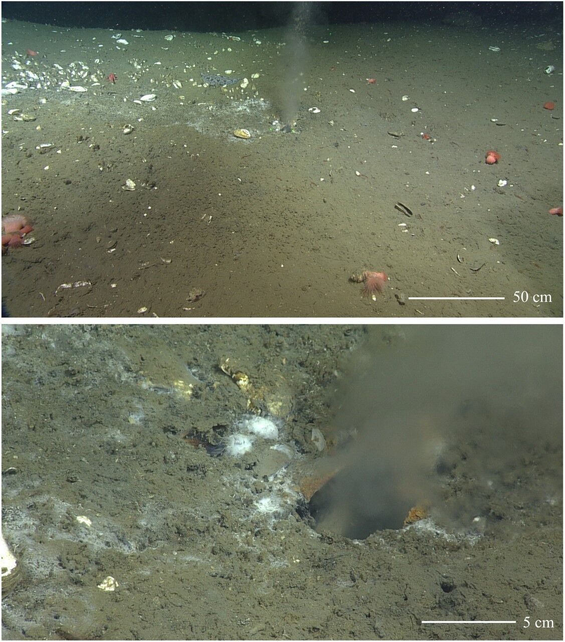 Ocean Leak: What researchers are finding along the Oregon Coast