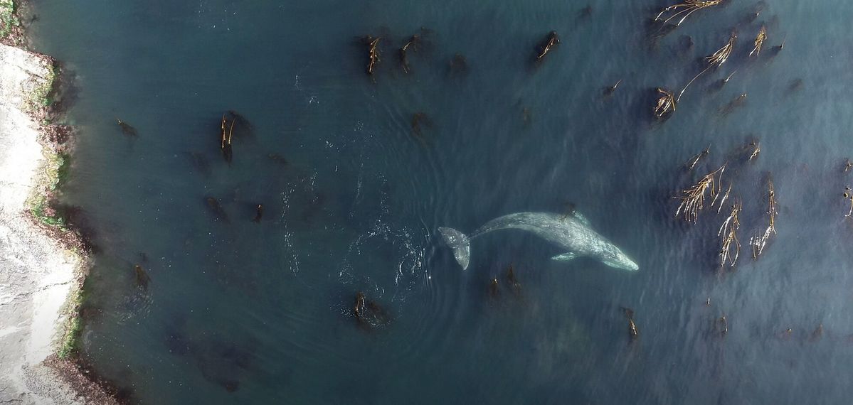 Poop and Prey: What researchers are finding about gray whales