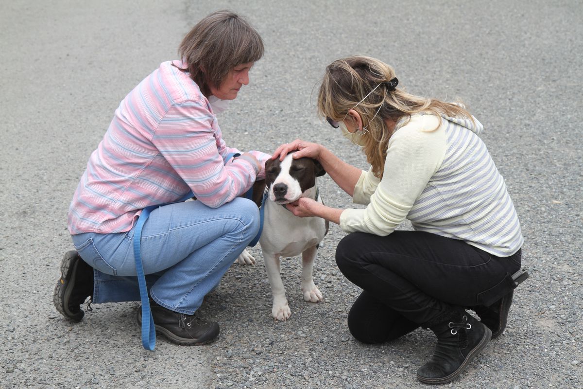 Interstate adoption: Oregonian travels 260 miles to Crescent City to find perfect canine companion to fill the void in age of social distancing