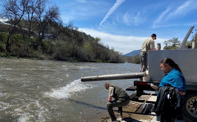 A Half-Million Juvenile Salmon Released into the Klamath