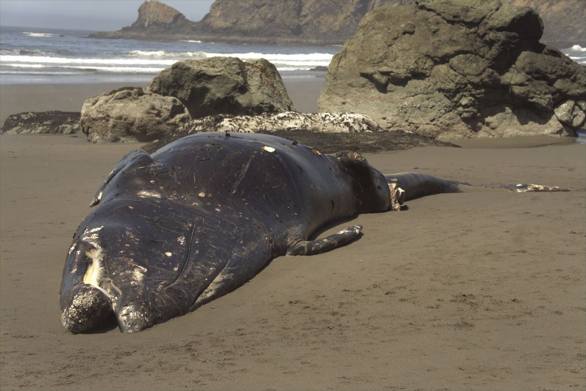 Gray whale washes ashore near Brookings