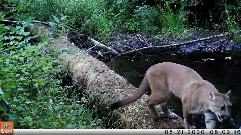 Oregon State research highlights importance of large wood in streams for land-based animals